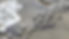 plovers_2024_edited.jpg