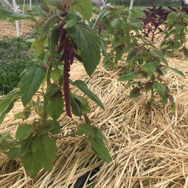 First Hanging Amaranthus Flowers