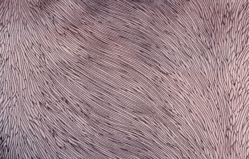 Hide Velvet Candyfloss Fabric