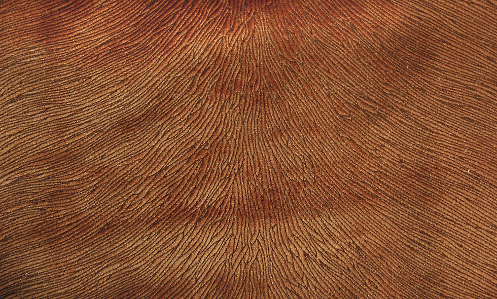 Hide Velvet Rust Fabric