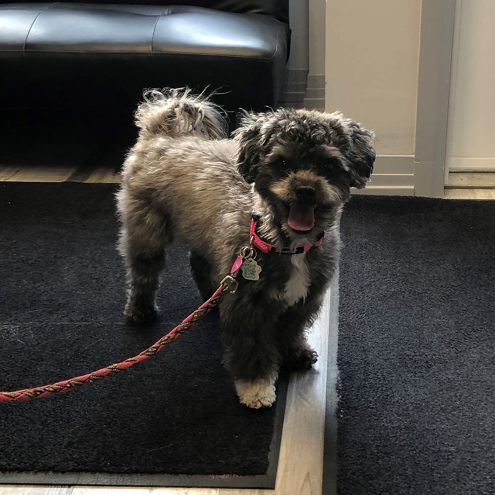 Dog_5251