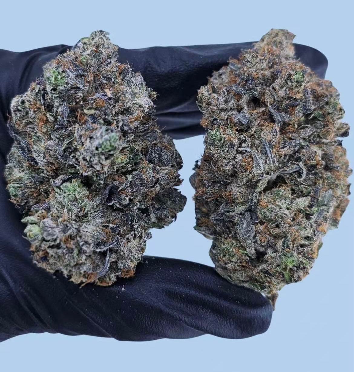 Purple Bazooka AAA++