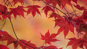 Gratitude, Grief, and Giving: The History of Thanksgiving