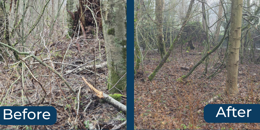 Before and after woodland clearing: tangled fallen branches on left, tidier forest floor and trees on right.