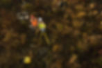drone survey services