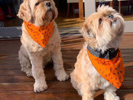 Getting Ready For The Howl-O-Ween Parade!