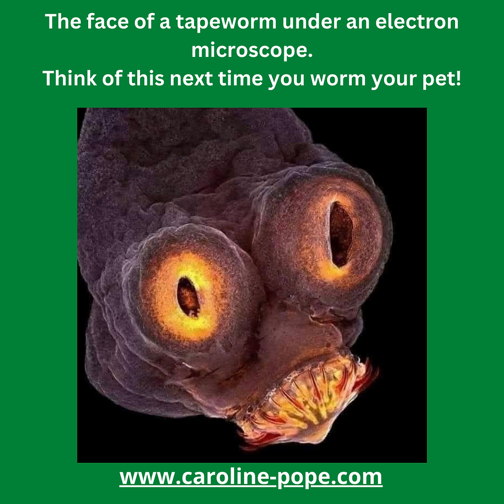 Electron Microscope face of a tapeworm. Think of this next time you