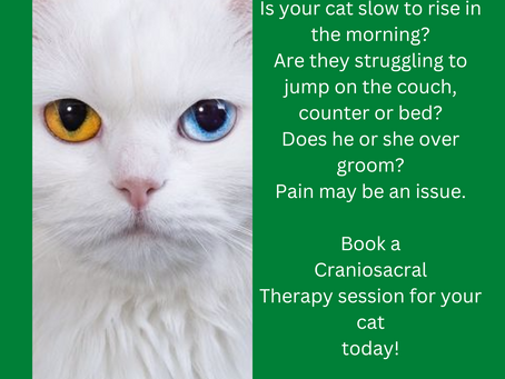 Feline Craniosacral Therapy