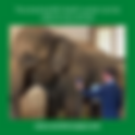 NES Animal Health