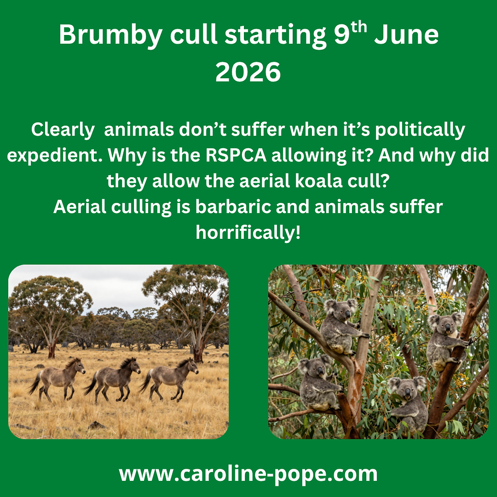 Brumby cull starting 9th June 2026