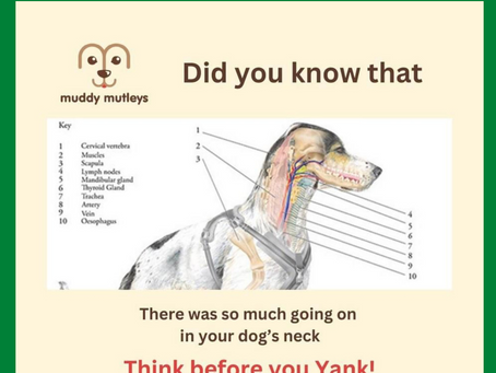 Collar Damage: Think Before You Yank