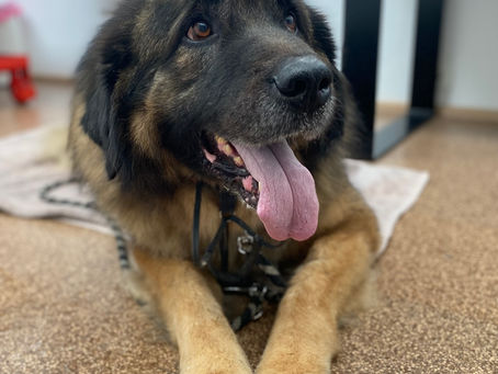 Thank you AGAIN to Dr Crystal's Healing Vet Clinic