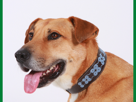 Happy National Mutt Day!