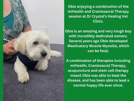 The Amazing (and very tough!) Obie