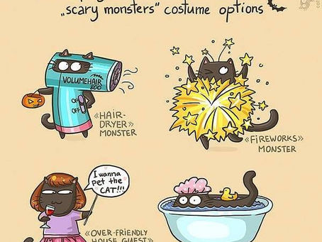 The Feline Version of Halloween