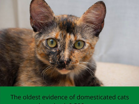Domesticated Cats