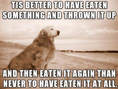 Profound Canine Wisdom!