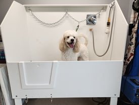Dixie in Tub