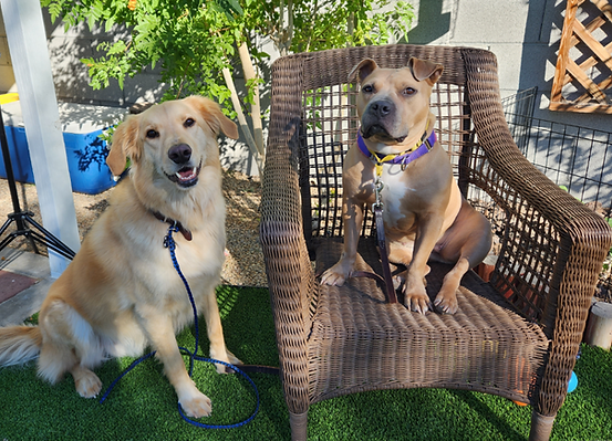 2022-10-29 Clyde _ Kalea in Chair Yard_edited_edited_edited.png