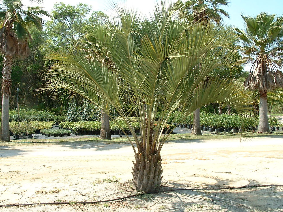 pindo palm