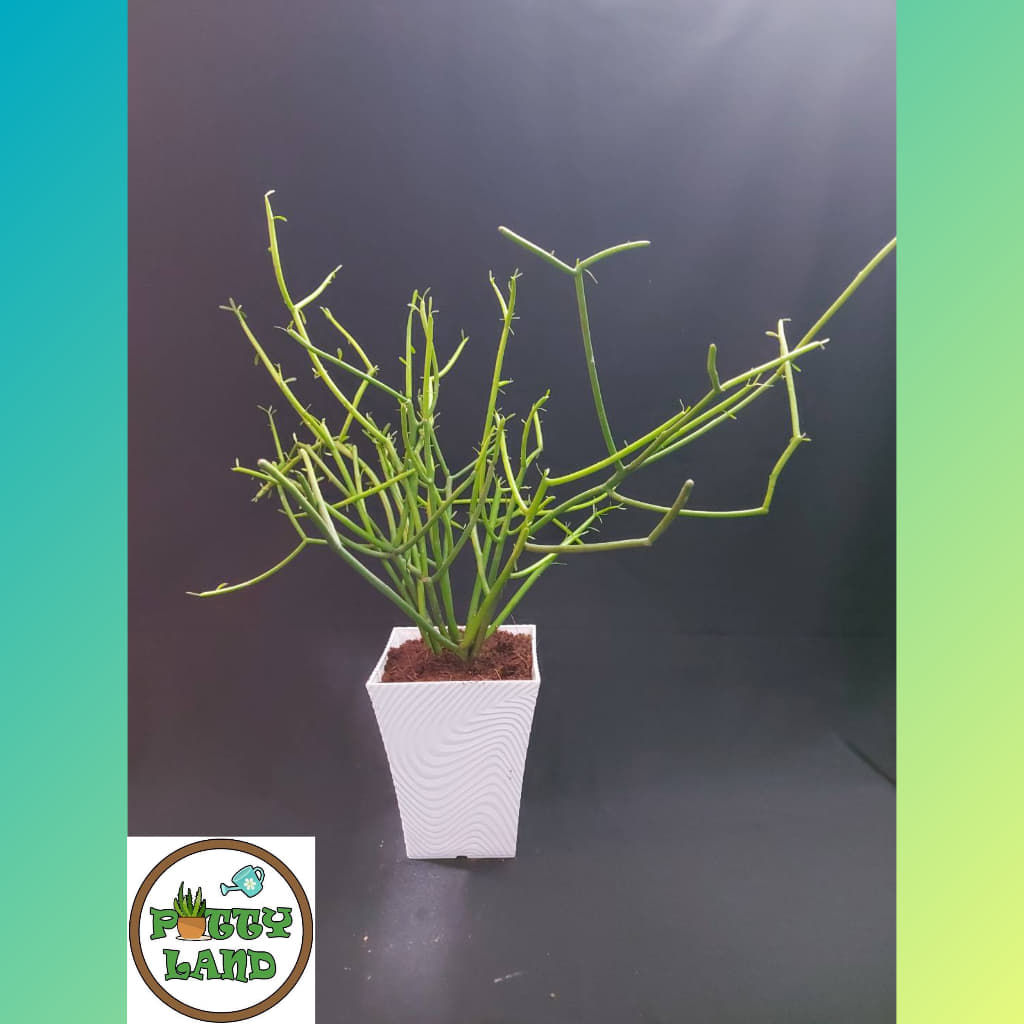 พญาไร้ใบ ชื่อวิทยาศาสตร์ Euphorbia tirucalli L. จัดอยู่ในวงศ์ยางพารา