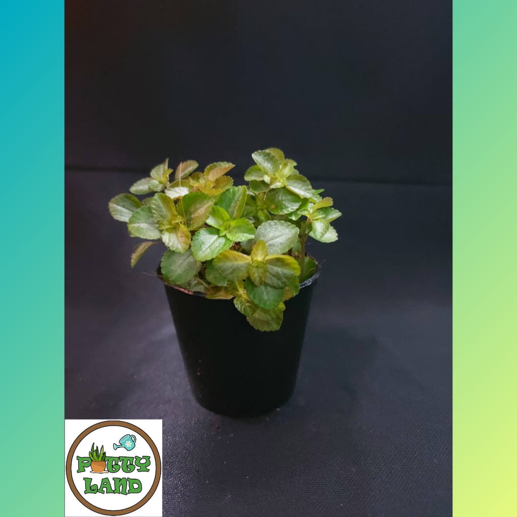 กระดุมทองหรือ เบญจมาศเครือ