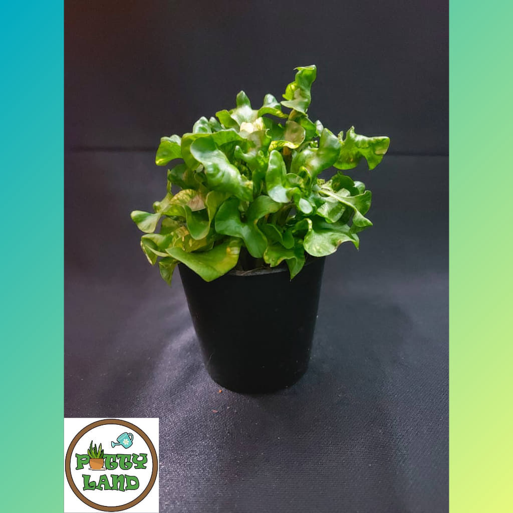 ต้นหยิบเงินหยิบทอง