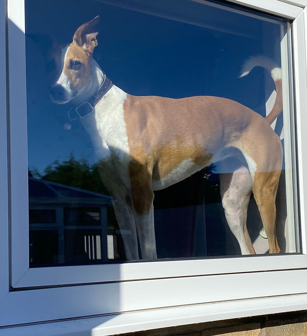 Sunshine, Rabbits, Chickens and dogs....lots of dogs.