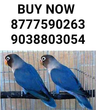 LOVE BIRD