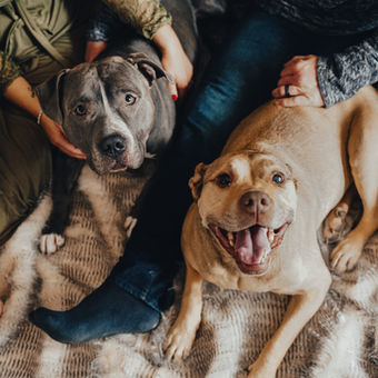 Two sweet pitbull pups smiling big for the camera during a Christmas card session