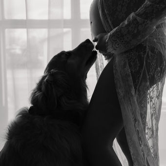 A maternity session where the mom to be has her fur child, a beautiful golden retriever looking up at her belly at Edith Studio in Warren Ohio