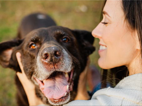 An end of life pet photography session in Columbus, Ohio