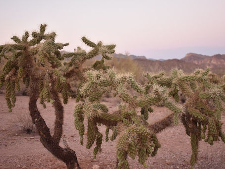 Best Day Hikes in the Phoenix Area