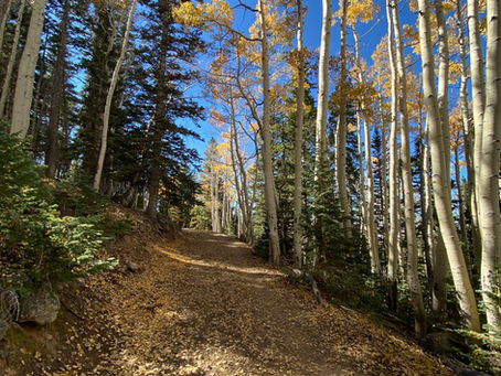 Falling for Fall: Arizona’s Best Spots