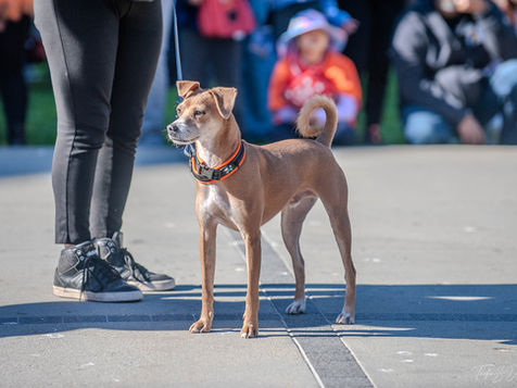 The Power of Positive Reinforcement Training