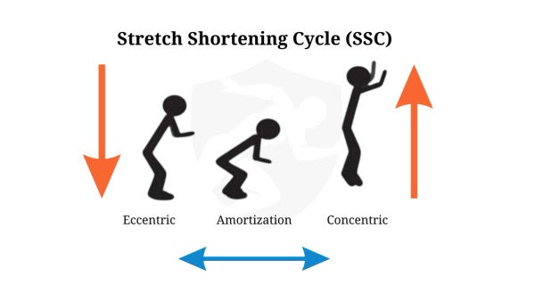 Stretch Shortening Cycle (SSC)