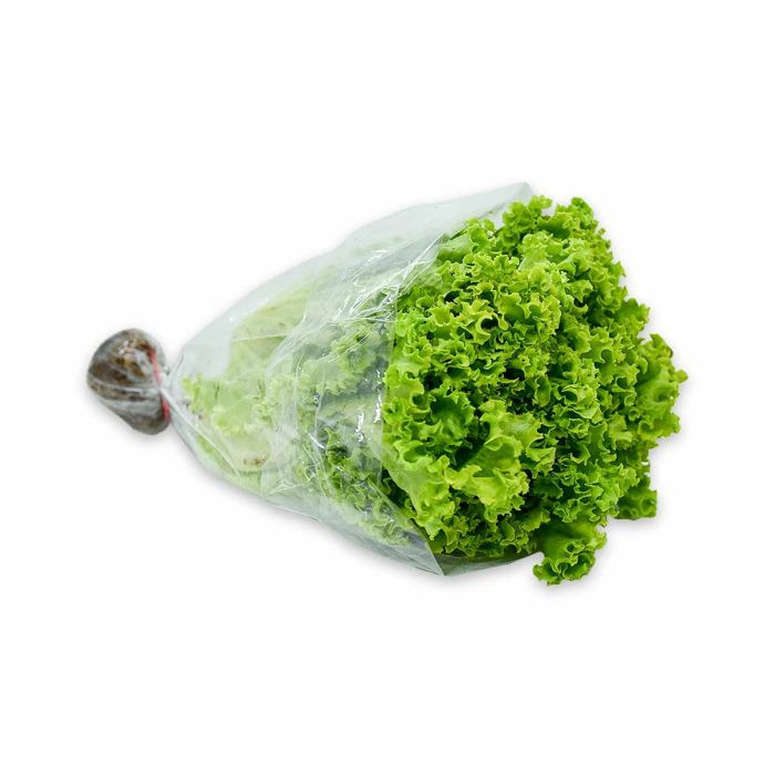 Lechuga Hidroponica