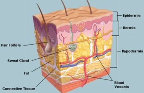 skin layers_edited_edited.jpg