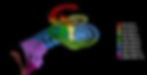 choclea picture biologyyy - Copy.jpg