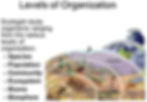 levels-of-organizations-in-ecology.jpeg