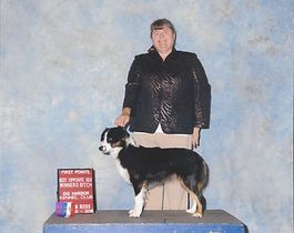 Dezi AKC Gig Harbor 102016.jpg