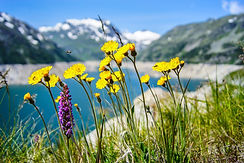 flowers-1190773_1920.jpg