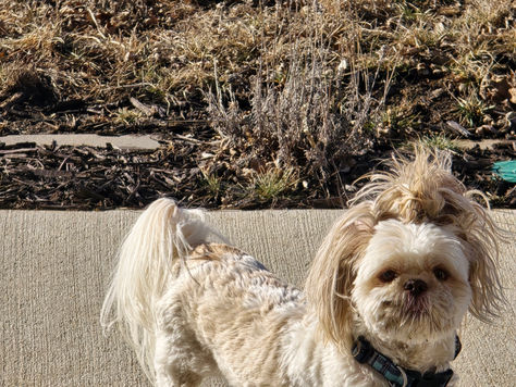 Dog with cockleburs in his fur