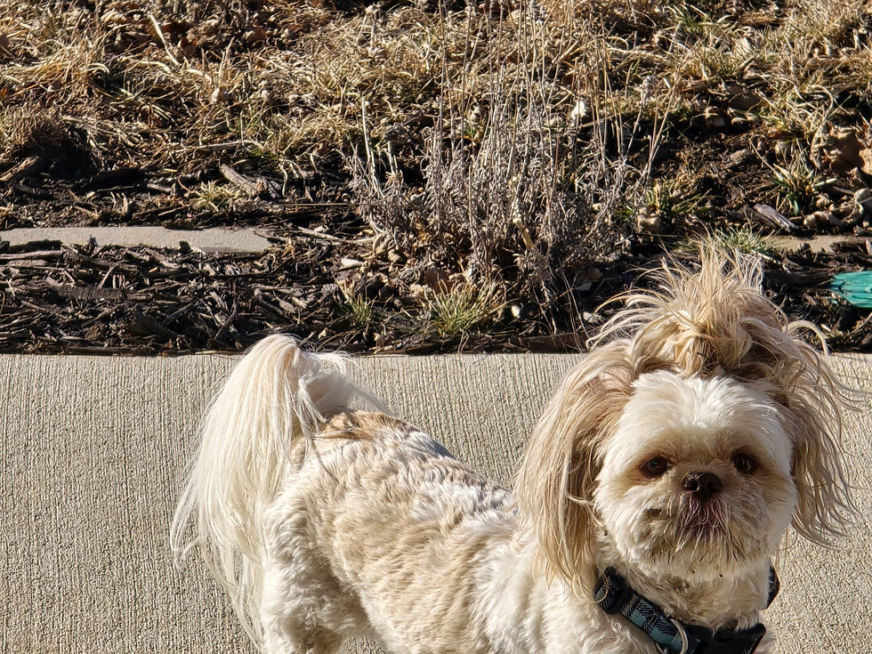 dog with cockleburs in fur