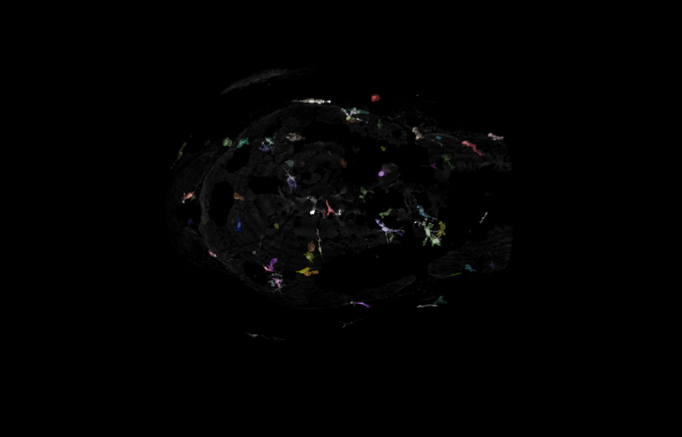 ZF_Microglia_05