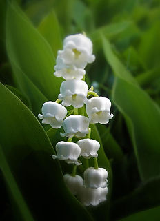 lily-of-the-valley-jessica-jenney.jpg