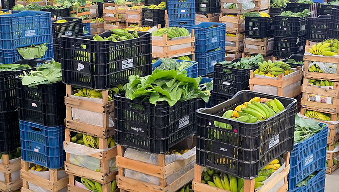 Do campo para a escola: produção rural de Macaé abastece merenda escolar com alimentos frescos