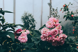 Pink Flowers