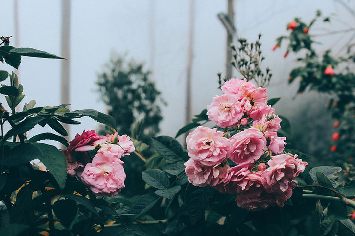 Flores cor de rosa