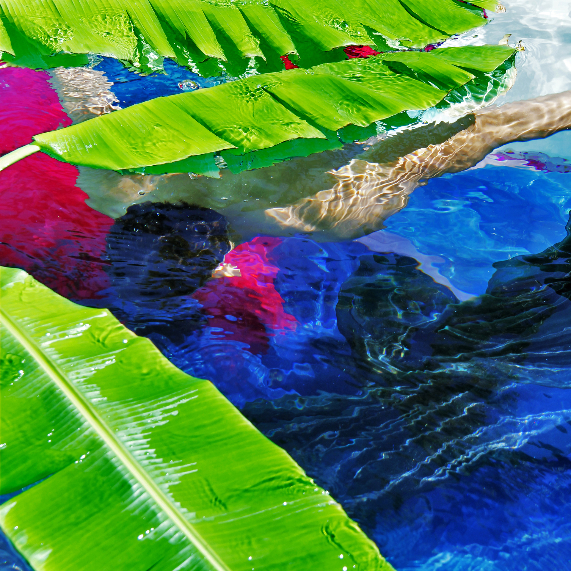 Island Swimmer